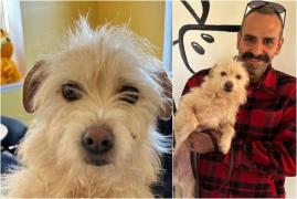 Reunire la 3.000 de km distanţă. Un metis de terrier pierdut vara trecută a fost găsit în viaţă după 9 luni de un trecător, în SUA