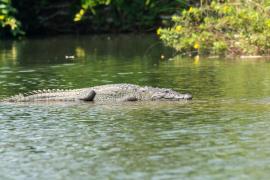 O mamă şi-a aruncat copilul de 6 ani într-un râu plin cu crocodili, după o ceartă cu tatăl băiatului. Indianul era deranjat că micuţul avea dizabilităţi