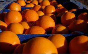 Un șofer român a provocat haos pe o autostradă din Franța, după ce a adormit la volan. S-a răsturnat cu TIR-ul și a împrăștiat pe drum 9 tone de portocale