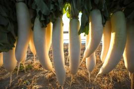 Consumul de ridiche albă Daikon vine cu numeroase beneficii pentru organismul uman