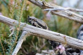 În România există mai multe specii de şerpi veninoşi