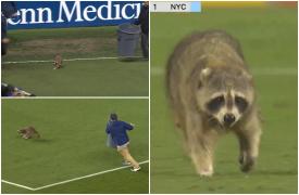 Surpriză în timpul unui meci de fotbal din SUA. Un raton a apărut pe teren în mijlocul partidei. Angajaţii l-au fugărit cu un coş de gunoi