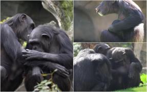 Imagini emoţionante la Zoo din Valencia: O mamă cimpanzeu îşi jeleşte puiul mort de trei luni de zile şi nu vrea să îi dea drumul din braţe