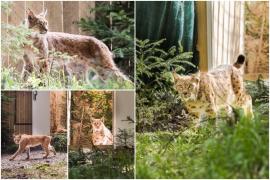 Viorel, primul râs dus din România în Germania, a fost eliberat în Pădurea Thuringiană. Mai multe exemplare, transferate pentru refacerea speciei