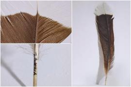 O pană s-a vândut cu 30.000 de dolari la o licitaţie, în Noua Zeelandă. Aparţine unei specii dispărute de peste 100 de ani