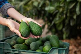 Peste 40 de tone de avocado, furate de hoți în Mexic. Bărbații înarmați au transferat fructele într-o dubă și au fugit de la locul faptei