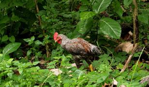 "Sunt scăpate de sub control". Un sat din Anglia e terorizat de zeci de găini sălbatice. Localnicii se plâng că vieţile lor au devenit "un iad"