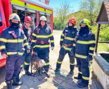 Cum a încercat ieduţul Corneluş să scape de sacrificiul de Paşte. A fost nevoie de intervenţia pompierilor din Suceava