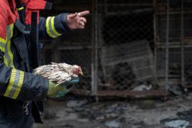 Peste 1.000 de animale, ucise într-un incendiu izbucnit la cea mai mare piață de weekend din Thailanda