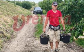 muncitor la cirește în Vaslui
