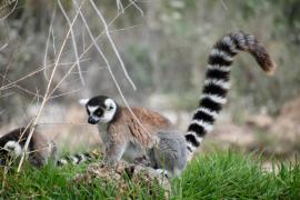 Un băiat de 18 ani a furat un lemur de la Zoo Călăraşi. Animalul, găsit legat de picioare, într-o clădire abandonată