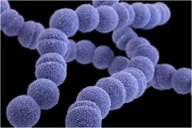 Este bacteria "mâncătoare de carne" o ameninţare pentru România? În Japonia a fost declarată deja epidemie