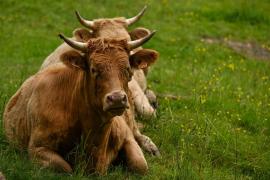 Bărbat de 55 de ani, ucis de un taur pe un câmp din Mureş