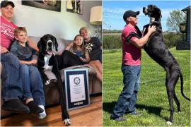 Kevin, cel mai înalt câine din lume, a murit subit la scurt timp după ce a câştigat titlul: "A fost cel mai bun uriaş"