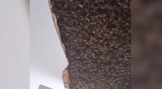 Descoperirea făcută de o familie în tavanul casei din Scoţia. Nepoţii s-au plâns că nu pot dormi din cauza zgomotului