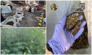 Un sucevean şi-a transformat curtea din spate în plantaţie de canabis. Avea peste 1.000 de plante şi trăia pe picior mare de pe urma lor