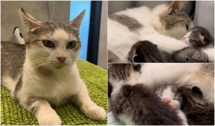 "A iubit-o o țară întreagă și la final nu a mai vrut-o nimeni". Pisica Miţi, care a mers singură la spital să nască, îşi caută familie iubitoare