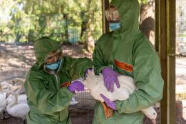 OMS anunţă primul deces provocat de gripa aviară H5N2, la om. Bărbatul de 59 de ani nu intrase în contact cu păsări de curte sau alte animale