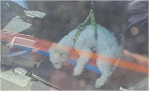 Cățeluș, slavat de atenția unei femei din Reșița. A sunat la 112 după ce a văzut animalul închis într-o maşină, în plină caniculă, cu geamurile închise