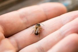 Un motociclist de 22 de ani, la spital din cauza unei albine care i-a intrat în cască. Tânărul s-a prăbuşit cu motorul pe o şosea din Sibiu