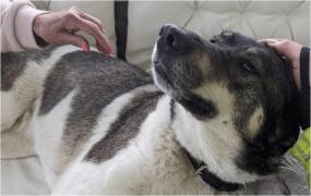 O cătelușă adoptată din România și-a salvat familia de la moarte sigură, în UK. A reușit să-i scoată la timp din casa în flăcări: "Mulțumită lui Jessie"