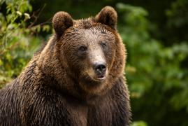 Bărbat atacat de urs, în Bistrița-Năsăud. A scăpat cu viaţă, dar nu nevătămat