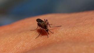 Primul caz de infectare cu West Nile din acest sezon. Virusul, confirmat la un bărbat din Bucureşti
