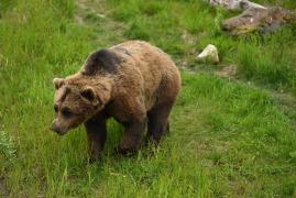 Un urs care a atacat un turist a fost împuşcat de autorităţile italiene. Activiştii protestează: "Animalele sunt fiinţe sensibile"