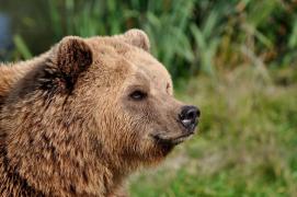 Ursul care a ucis o tânără de 19 ani pe traseul Jepii Mici a fost omorât. Animalul i-ar fi atacat de mai multe ori pe salvatori