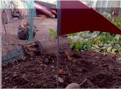 Descoperirea făcută de un bărbat din Botoșani în timp ce săpa în grădină. A alertat imediat autoritățile