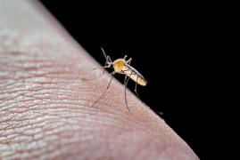 Trei cazuri de infecţie cu West Nile în Suceava. Un pacient a decedat, altul este în stare gravă