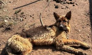 Amenda primită de un bărbat din Bihor, care şi-a chinuit cumplit câinele. În ce stare a fost găsit ciobănescul german