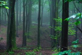 Ce păduri sunt lângă Bucureşti