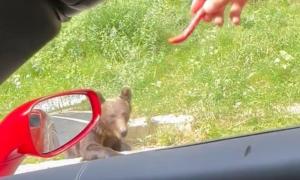 Amenda primită de doi români, pentru că au hrănit un urs pe fereastra maşinii