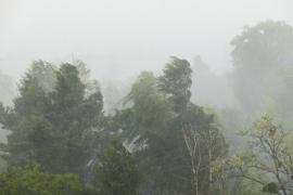 Cod galben de vânt puternic în 9 judeţe din ţară. ANM anunţă rafale de 65 km/h