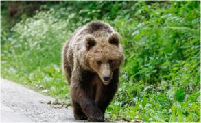 Două persoane, atacate de urs într-o localitate din Braşov. A fost emis un mesaj RO-Alert