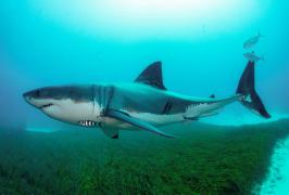 O nouă specie de rechin, descoperită în Pacific. Rechinul fantomă este fără solzi și cu botul foarte lung