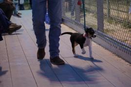 Bătrân de 80 de ani, ucis cu sânge rece în timp ce îşi plimba câinele într-un parc din UK. Cinci adolescenţi au fost arestaţi