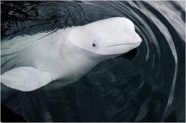 Hvaldimir, beluga suspectată că era spion pentru Rusia, a fost găsită moartă în Norvegia