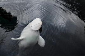 Hvaldimir, presupusa belugă-spion a Rusiei, ar fi fost ucisă intenţionat. Avea pe corp mai multe răni provocate de gloanțe