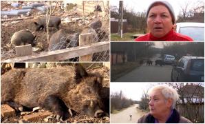 "Vin grămadă. Rup, sunt înfometaţi". Şapte porci mistreţi terorizează un sat din Gorj. Umblă liberi pe străzi, intră în curţile oamenilor şi le distrug grădinile