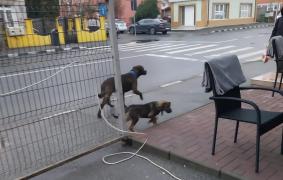 Amenda uriașă primită de o femeie din Vâlcea. Polițiștii au surprins-o plimbându-și câinii Amstaff fără lesă și botniță