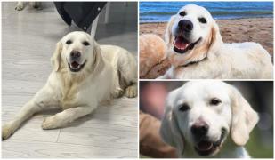 Katrina, o căţeluşă Golden Retriever de trei ani, s-a pierdut în Eforie Sud. E căutată de oamenii din trei oraşe şi au fost 5.000 de distribuiri pe internet