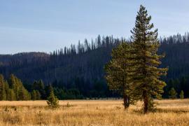 Bărbat împuşcat accidental, la o vânătoare de iepuri