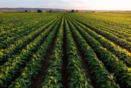 Cu cât se vinde un hectar de teren agricol. O zonă din Arad are cele mai mari preţuri