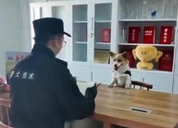 Un câine poliţist, vedetă în China după ce şi-a pierdut bonusul de final de an: a adormit în timpul programului
