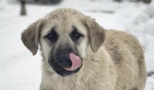 O tânără din Gorj a furat un pui de câine din rasa Kangal în timp ce era la colindat. Un astfel de exemplar costă 1.000 de lei