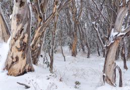 Supravieţuire miraculoasă. Un tânăr rătăcit în Alpii australieni a supravieţuit 2 săptămâni cu fructe de pădure. Se pierduse din cauza unei poze