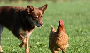 Un bărbat a ucis un câine care ar fi mâncat nişte găini. Omul a fost arestat preventiv