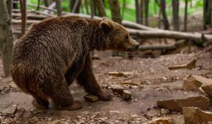 Bărbat de 88 de ani din Neamţ, găsit mort de fiu pe un deal. Corpul prezenta urme lăsate de un urs